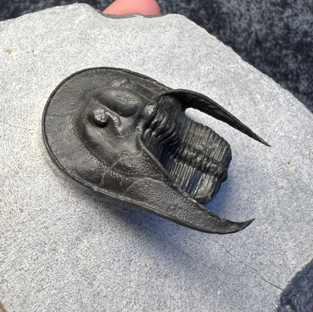 Harpes aff. perradiatus Trilobite Fossil – Attractive Specimen