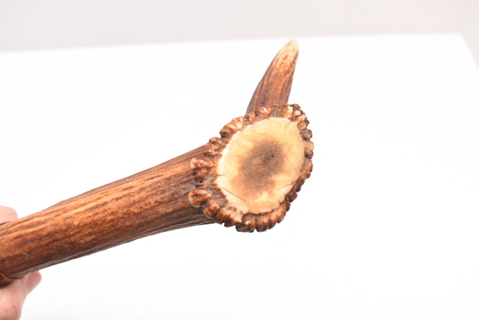 Antique Native American Indian Plains carved ANTLER war club Axe Weapon.