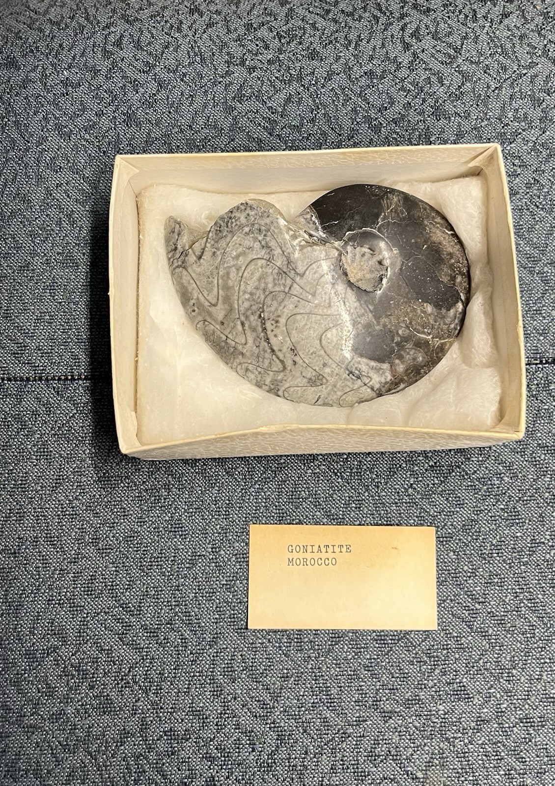 Authentic Devonian Goniatite Fossil - 100% Genuine Specimen From Morocco