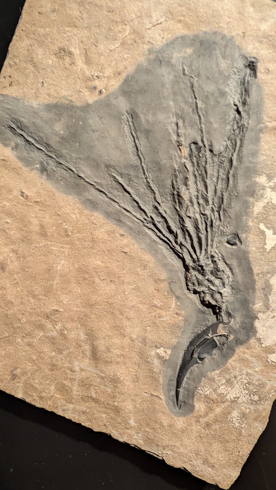 Gogia granulosa Fossil Wheeler/Marjum Formation, Utah Cambrian Proto-echinoderm