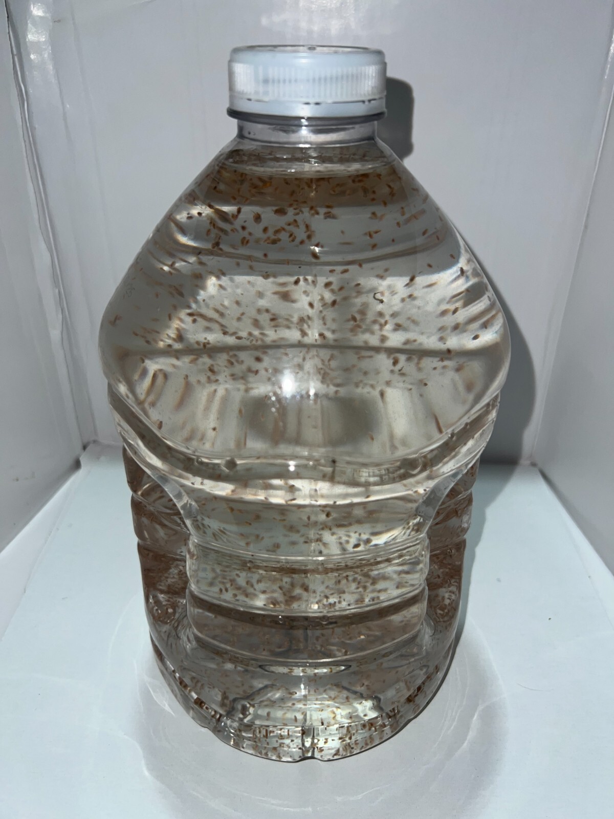 2500 Daphnia Magna (Clean Indoor Culture) Buy 2 get 1 free!