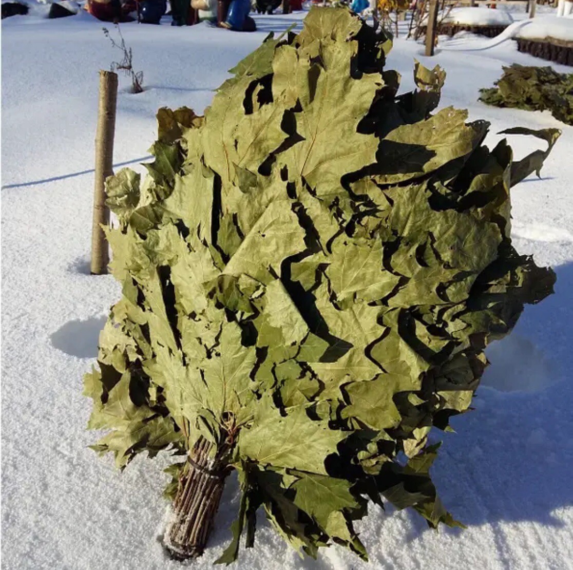 24 OAK whisks sauna banya venik brooms NEW SEASON 2025 FREE SHIPING