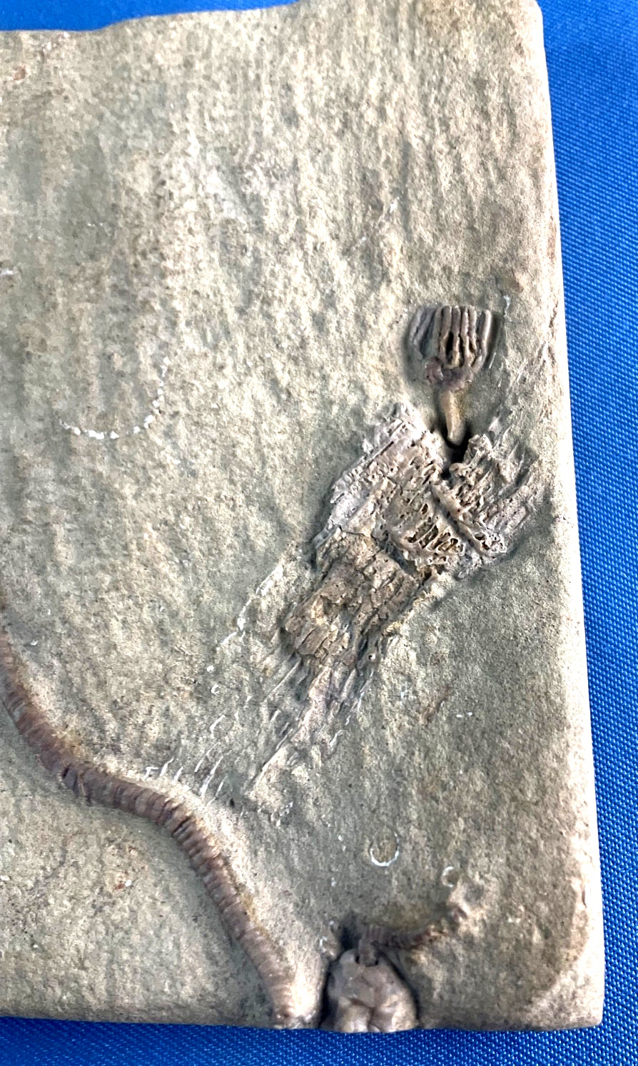 Fossil Taxocrinus Ungula Edwardsville Formation Mississippian Indiana