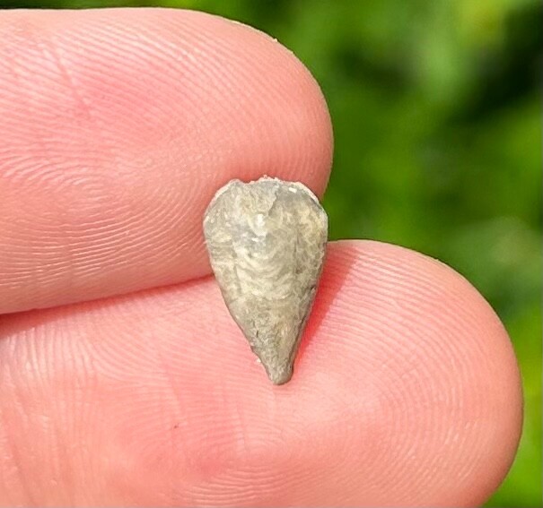 RARE Fossil Blastoid Heteroschisma subtrunctatum Michigan Devonian Age