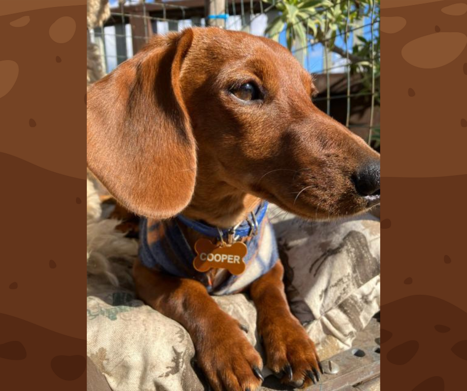 LASER ENGRAVED PERSONALIZED PET TAG ID DOG CAT NAME TAGS DOUBLE SIDE