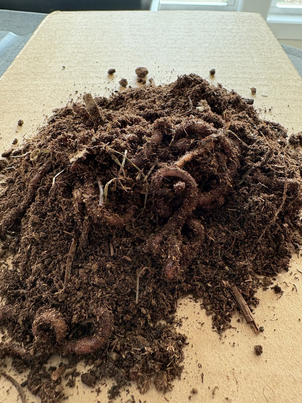 50 + Live Red Wiggler Worms | Healthy & Fresh | Rapid Breeders 🪱 Ready To Ship