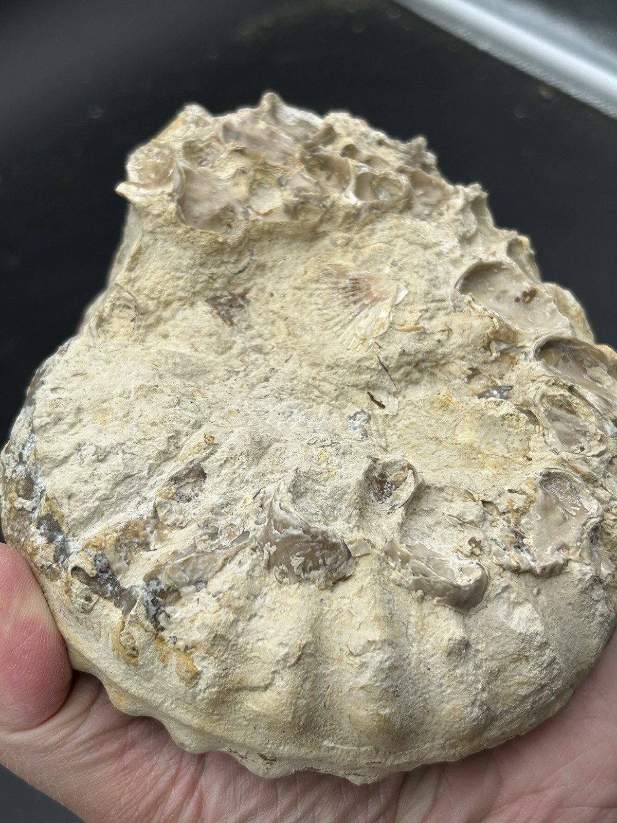 SUPERB 7.5” Cretaceous Mortoniceras Sp.Texas Fossil Ammonite!CRAZY Oyster Party!