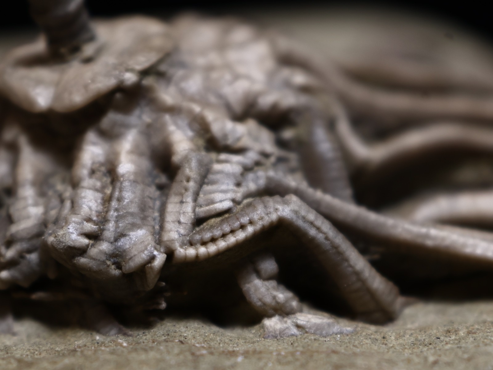 Revealing Fossil Crinoid, Crawfordsville, Indiana