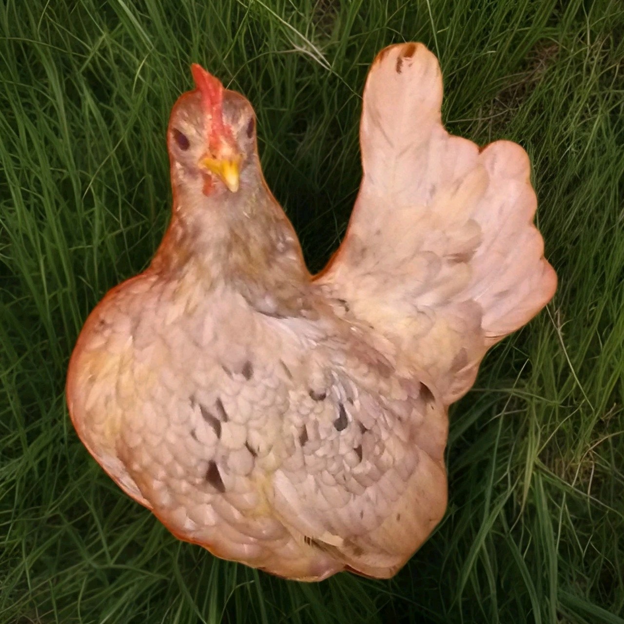 2+1 Micro & Size A & B 100% Pure Serama Hatching Eggs Malaysian And Traditional