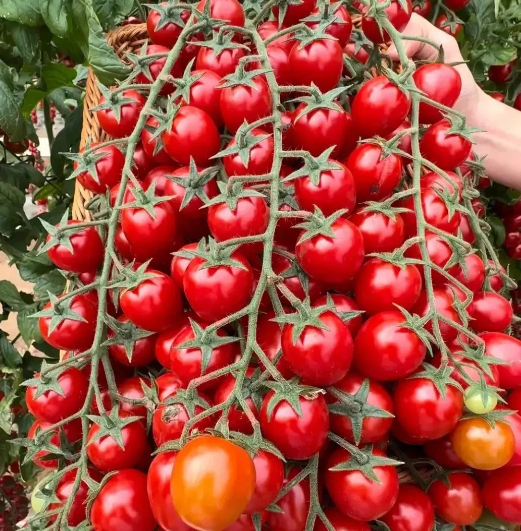 🍅 150+ WATERFALL CHERRY TOMATO SEEDS | ULTRA SWEET • RARE • NON-GMO | FREE SHIP