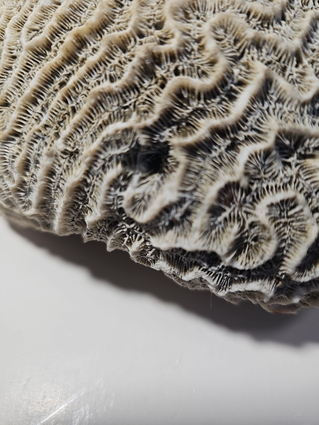 Fossilized Brain Coral, Diploria Labyrinthiformis 6+ inches