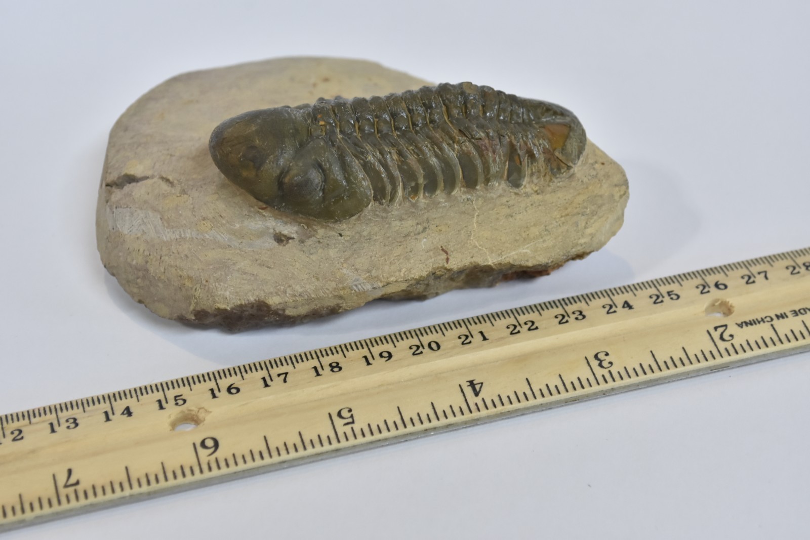 Trilobite Fossil Reedops - Fine Detail - on Matrix - Morocco - Large 3" - #36