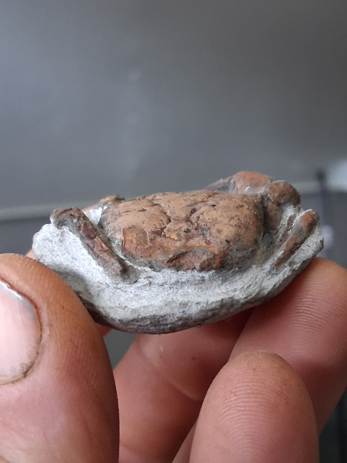 Branchioplax Crab Fossil Specimen Washington State