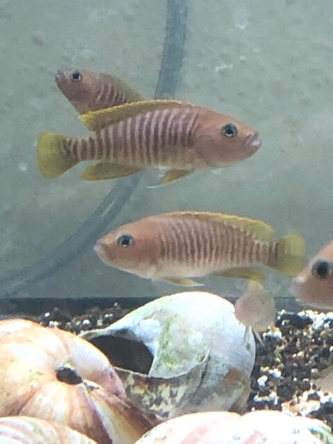 6  Multifasciatus / Multis shell dwellers  delivery included