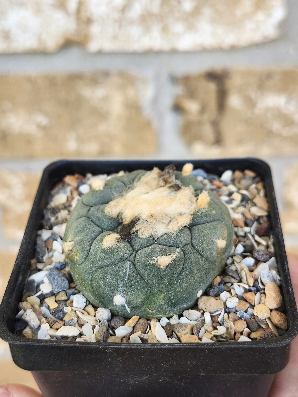 ONE(1) RARE Cactus sp koehresii, seed grown in 2.60" pot, large root