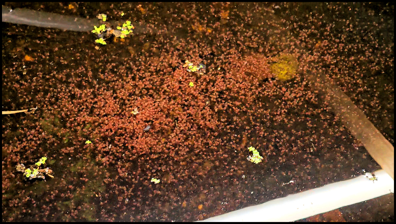 (Buy 2 Get 1 FREE) 500+ Live Daphnia Magna 500+ (FREE SHIPPING)