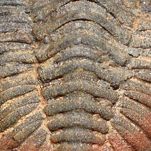 Trilobite: Cryphaeus australis - Bolivia devonian trilobite fossil