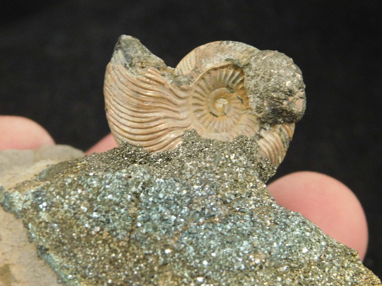 IRIDESCENT AMMONITE Fossil on Rainbow PYRITE! Volga River Saratov Russia 68.8gr
