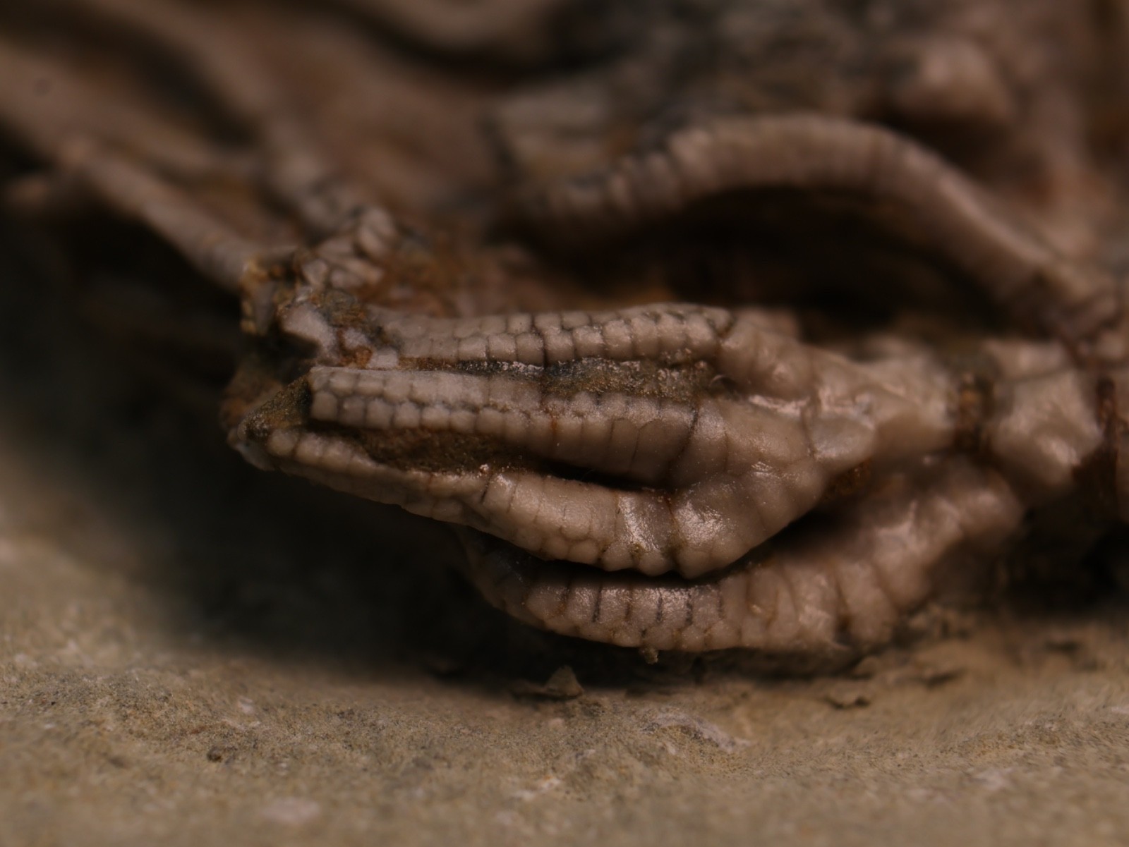 Well-Coiffured Crinoid Fossil, Crawfordsville, IN