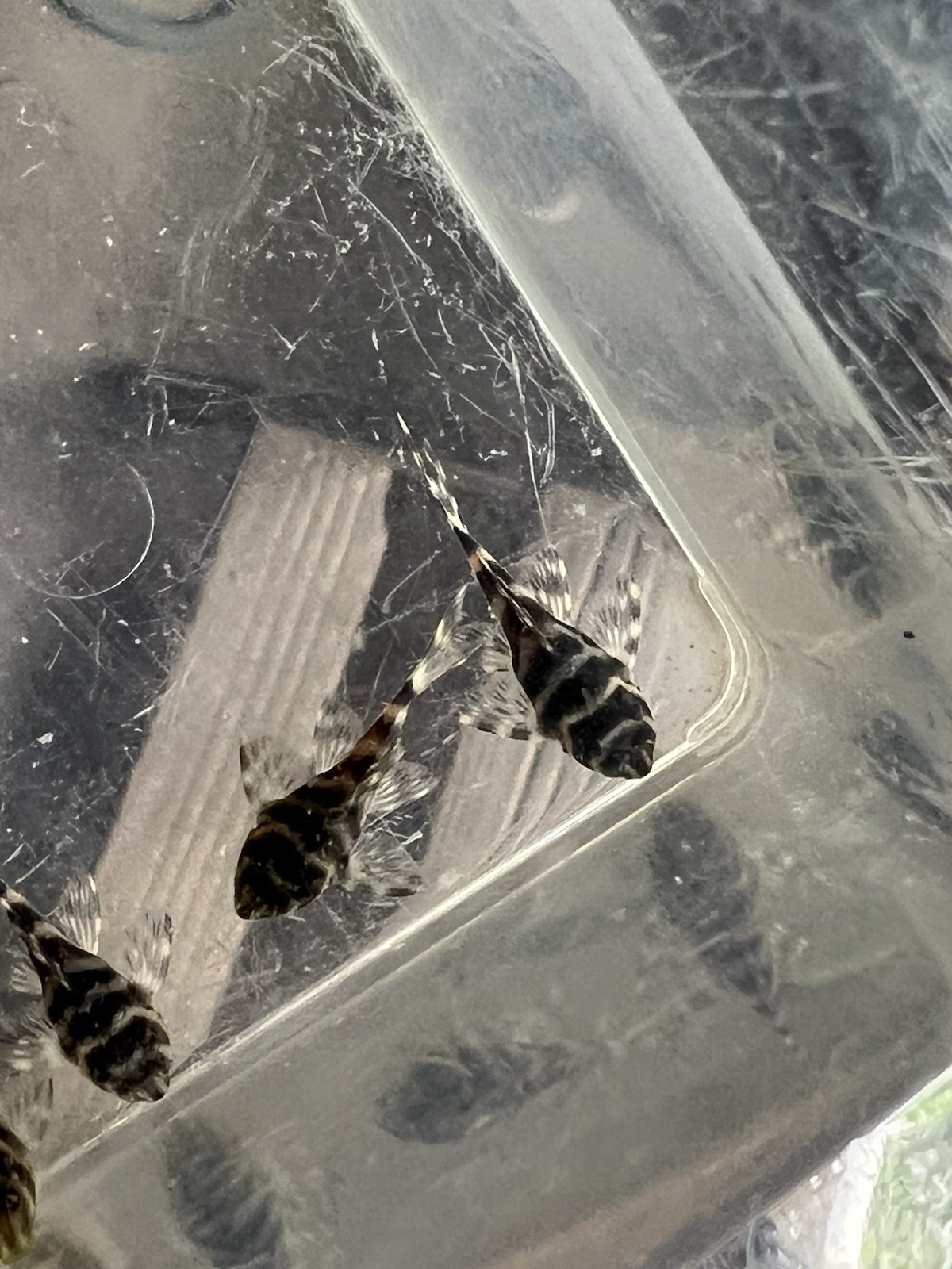 L333 Pleco Live 1-2 Inch King Tiger Pleco US Local Bred And Raised