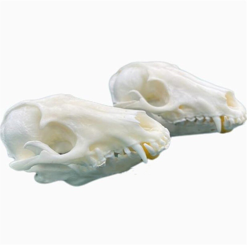 New 10Pcs Real Fox Skull Taxidermy Real Bone Skeleton Halloween Decoration Gift