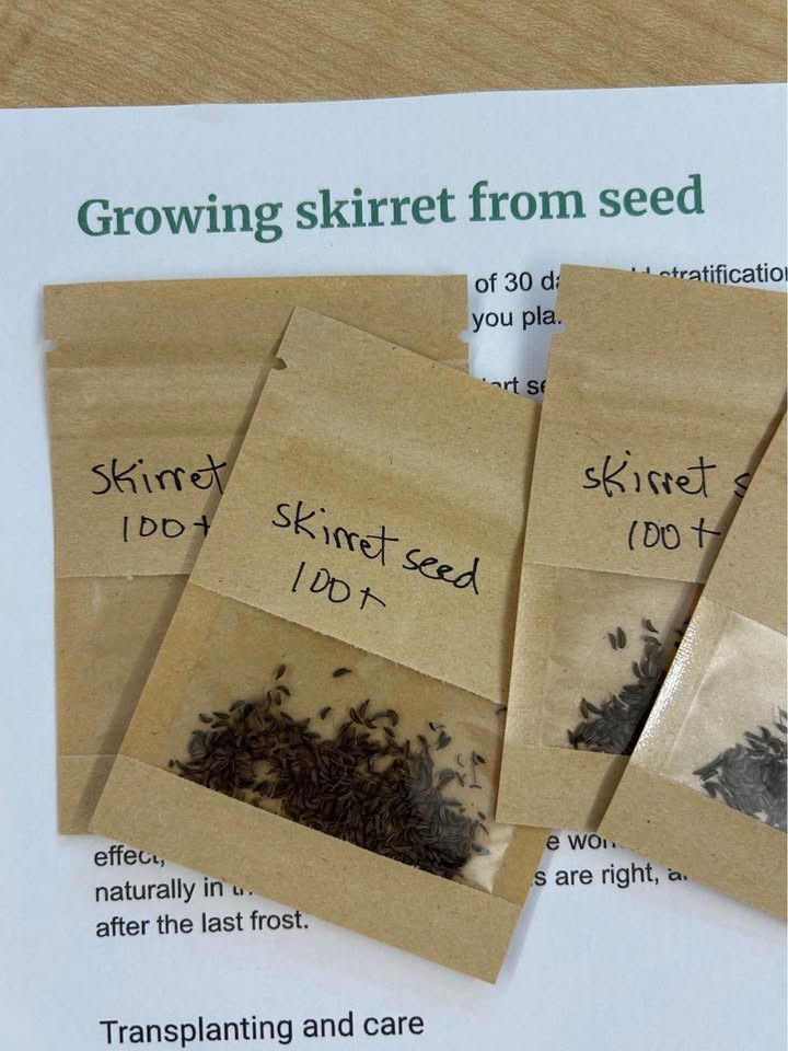 100+ Skirret seeds (Sium sisarum) medieval perennial permaculture root vegetable