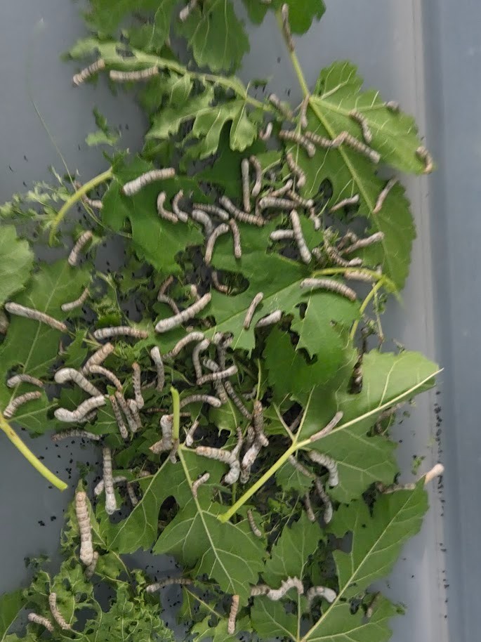 Silkworm Eggs - 100 Count