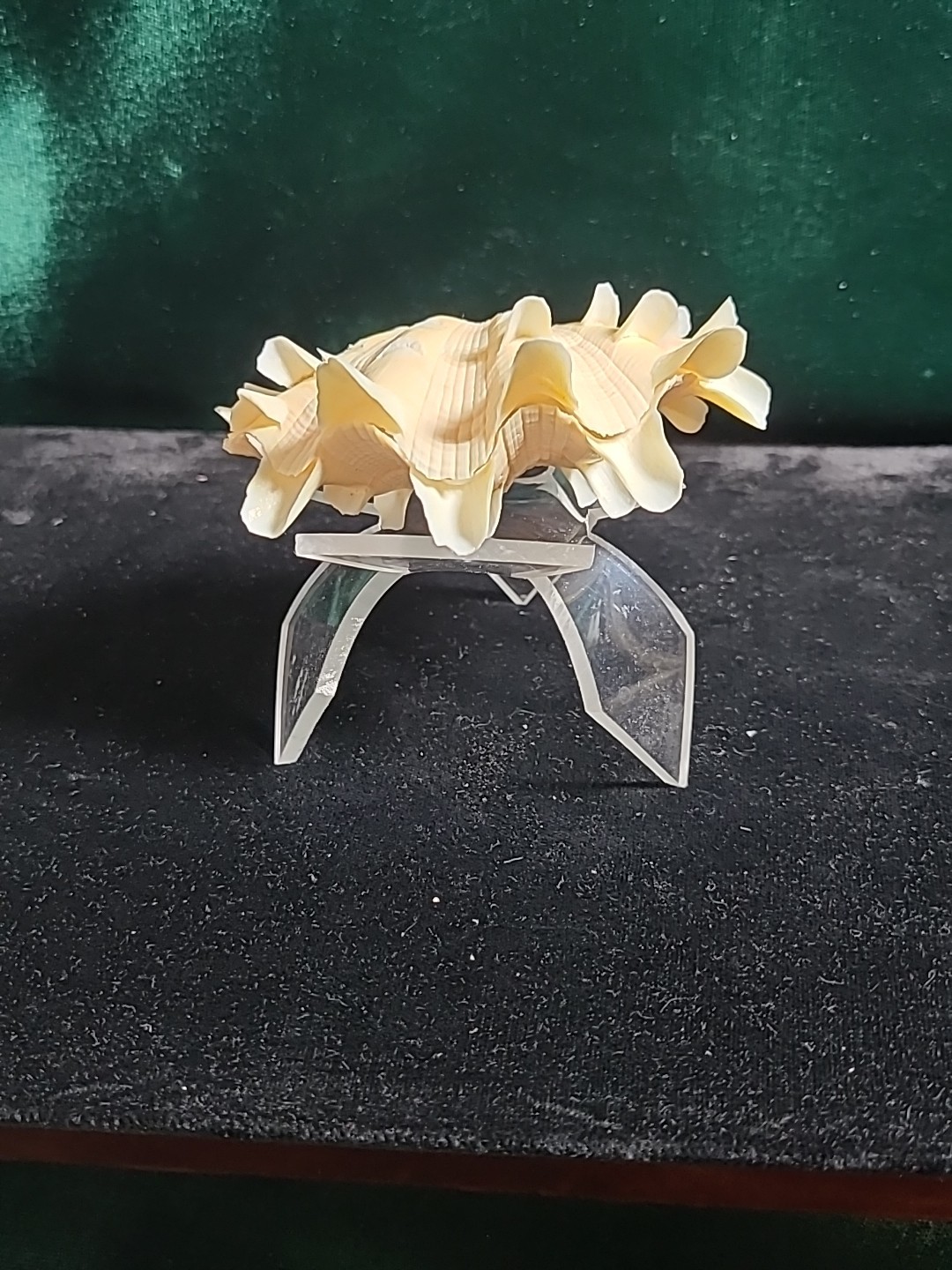 Vintage Whole Tridacna Squamosa Clam Shell Small Fan