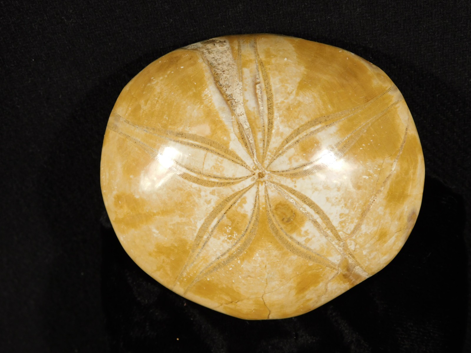 Big! Polished 150 Million Year Old! AAA SAND DOLLAR Fossil Madagascar 211gr