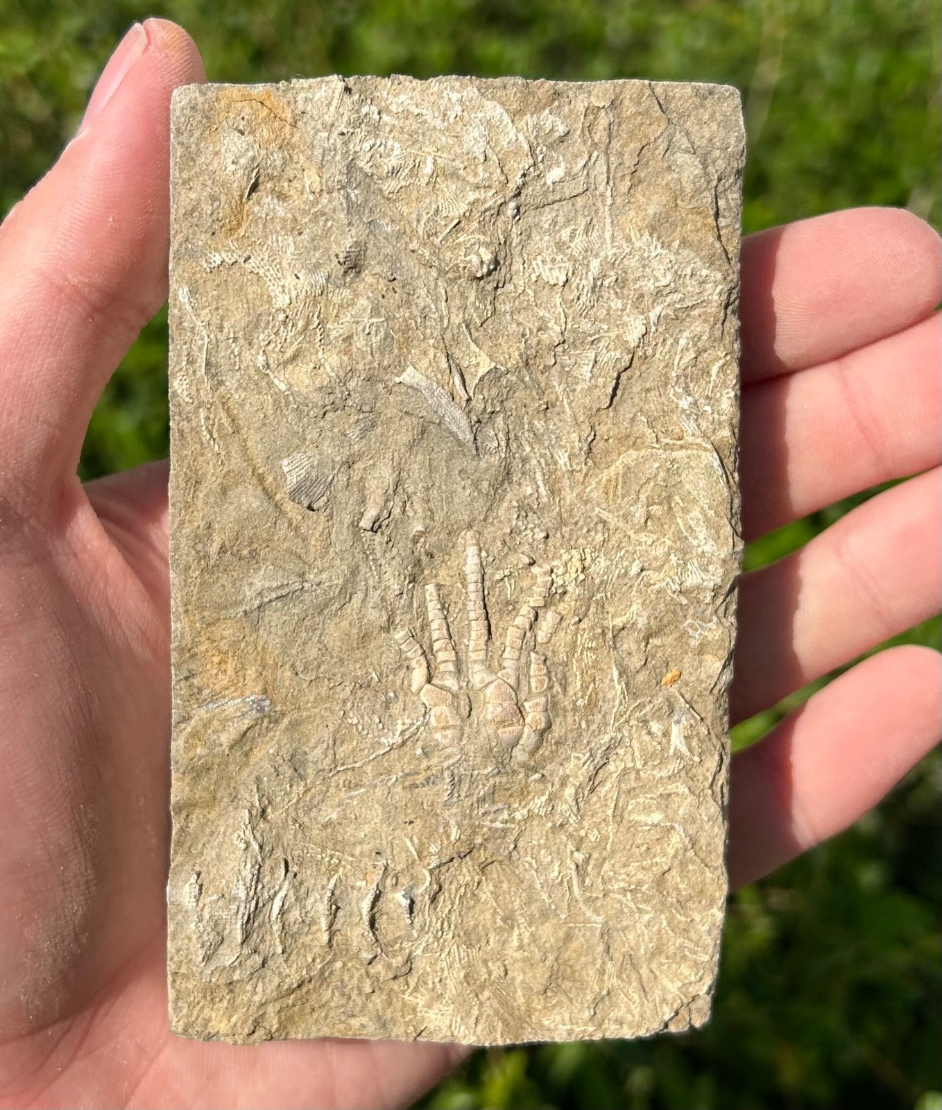 NICE Fossil Crinoid in Matrix Cymbiocrinus Alabama Bangor Limestone Formation