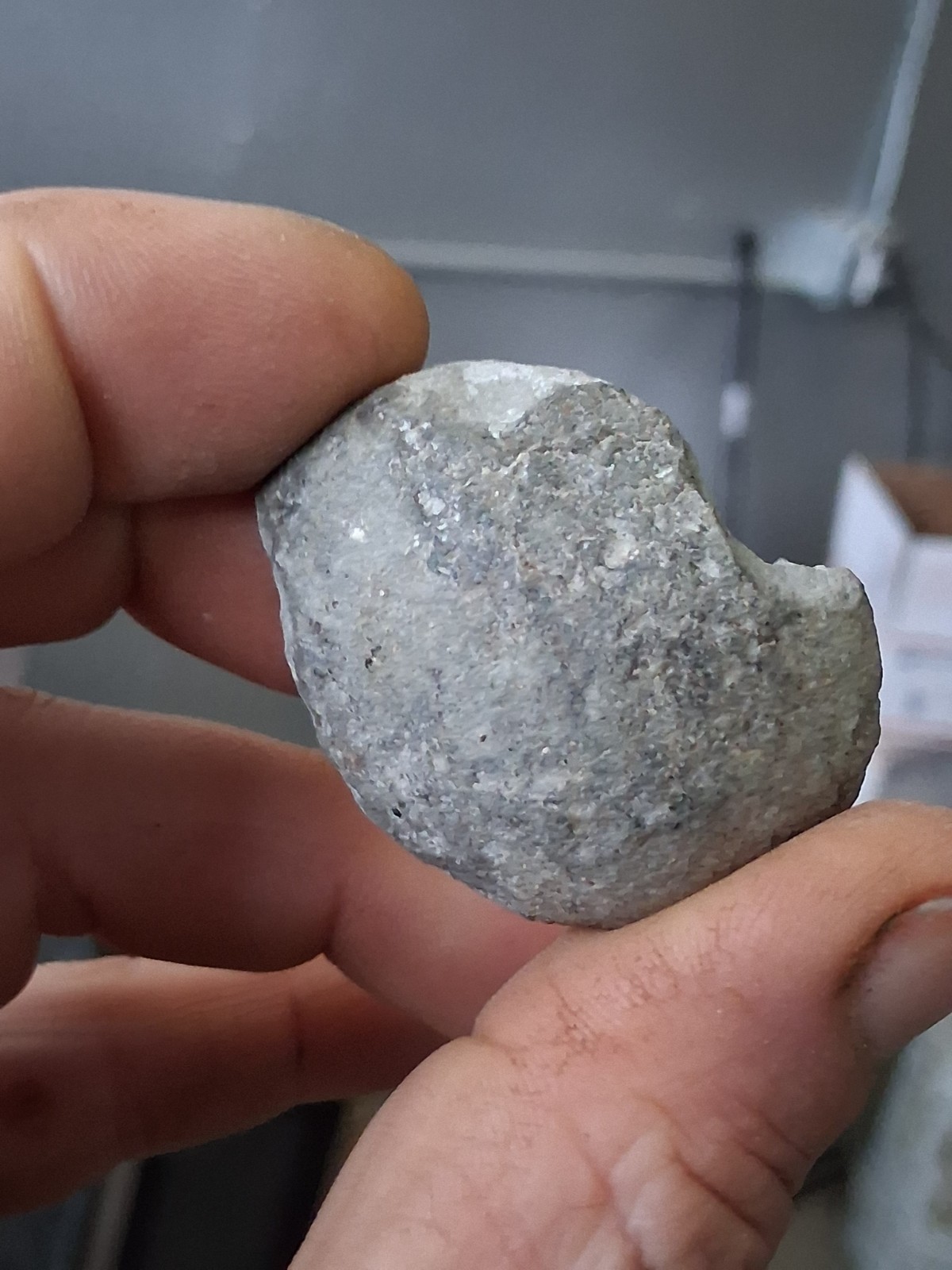 Branchioplax Crab Fossil Specimen Washington State