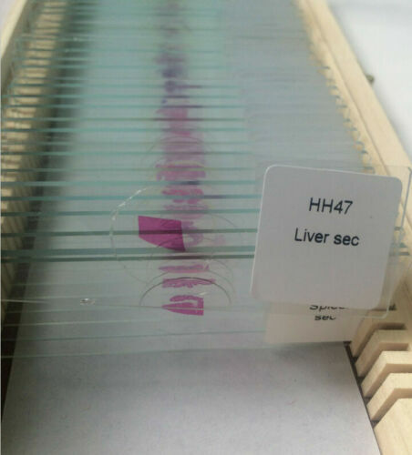 100PCS Medical Study Prepared Histological Slides Human Histology Slides Set