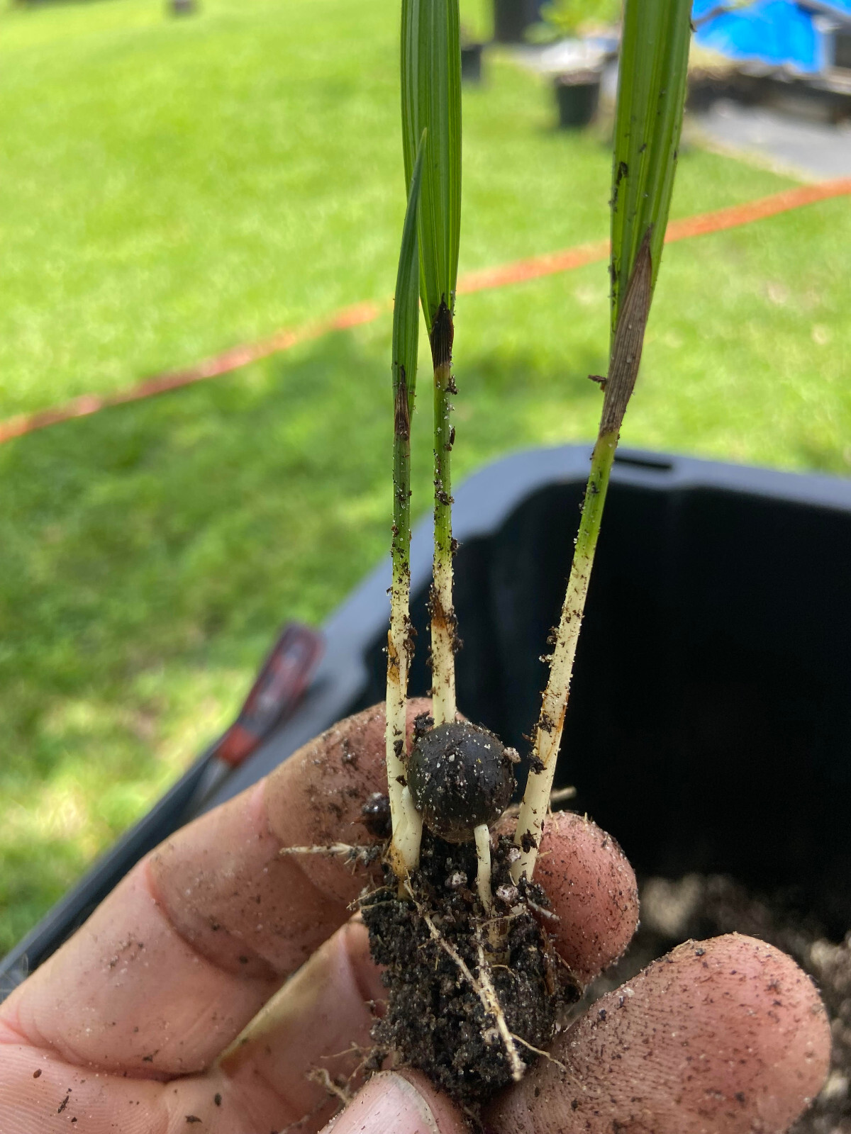 Butiagrus Seeds! F1 Hybrid Mule Palm Seeds. Rarely Ever Offered! Cold Hardy!