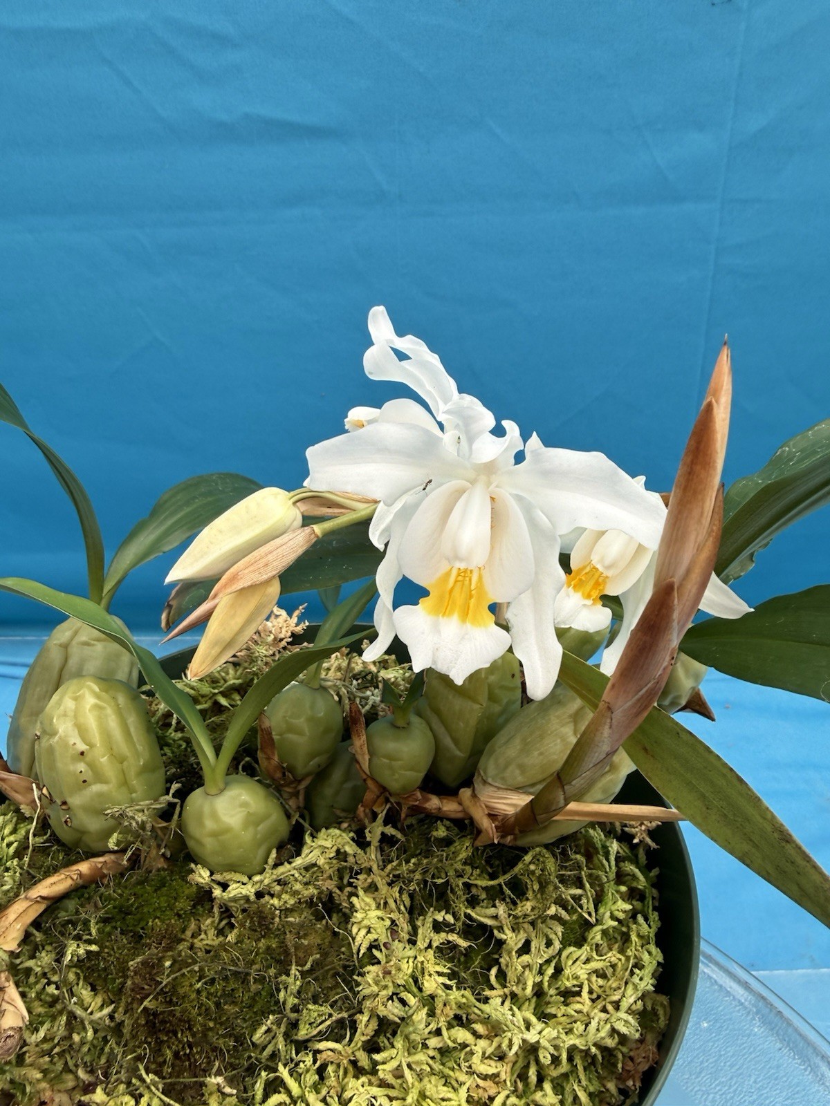 Coelogyne cristata ‘The Queen’ AM/AOS BS White Yellow Orchid Species 6” Pot