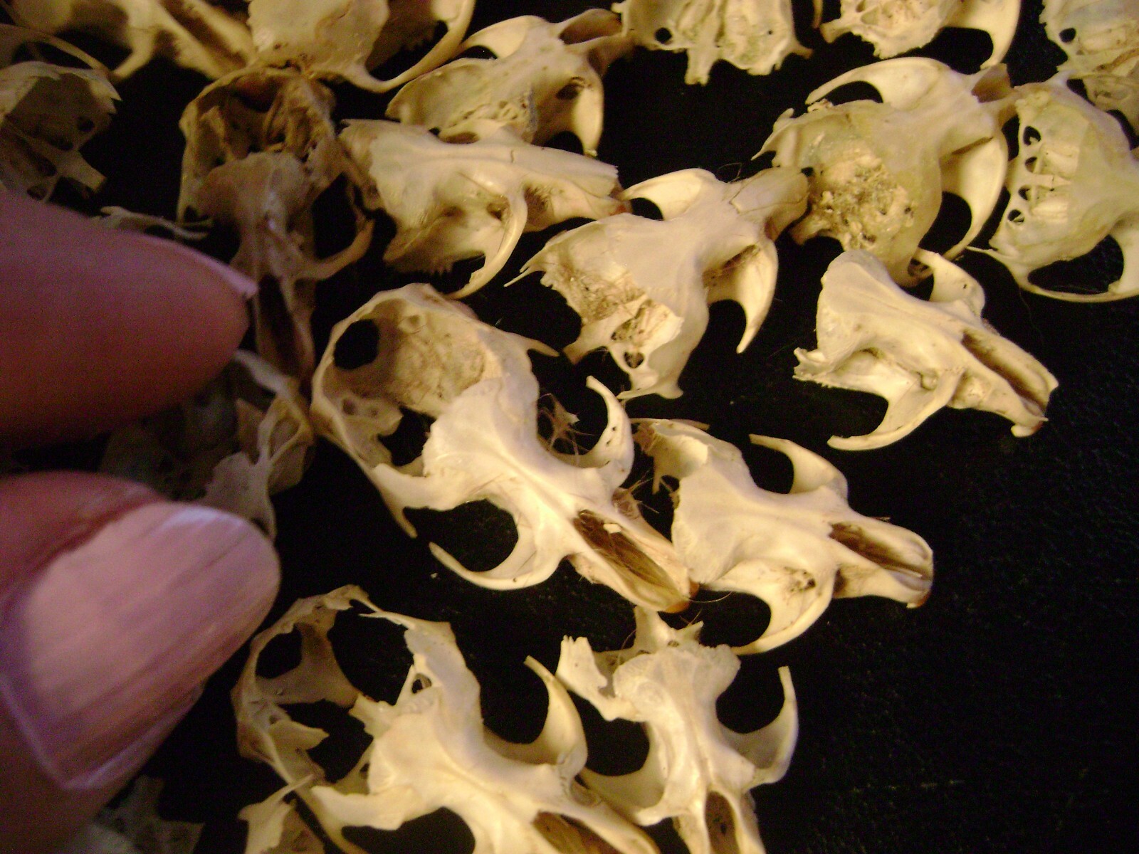 50 BROKEN RAT SKULLS real animal bones head skeleton taxidermy art crafts lot