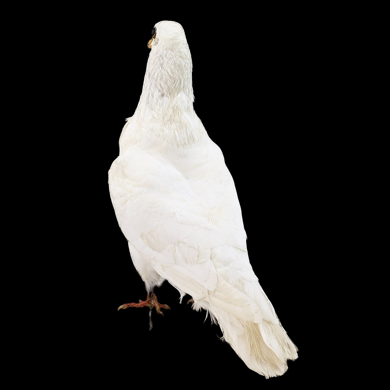 Rock Pigeon bird c livia dove Taxidermy Oddities Curiosities collectible