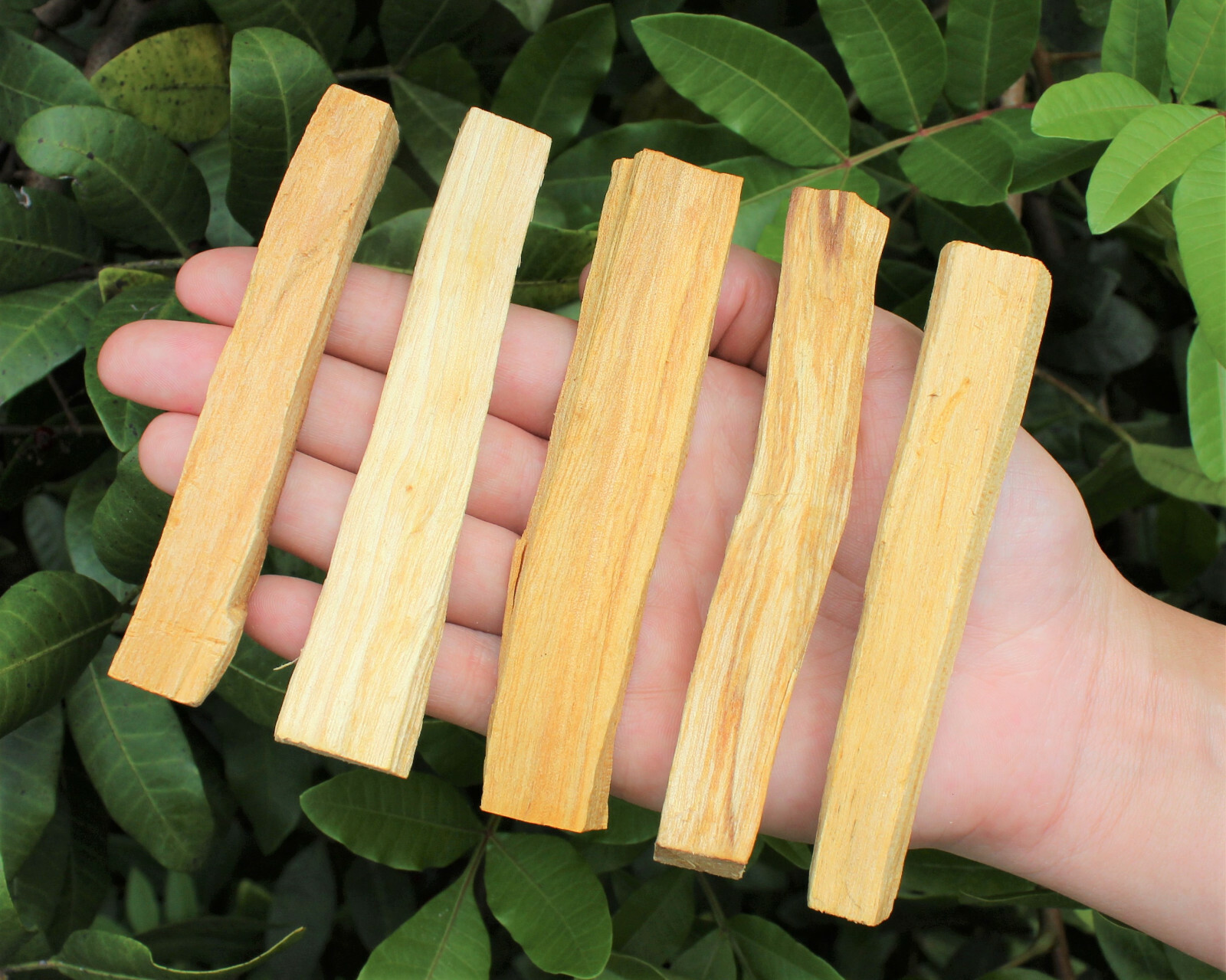 Bulk 2 lb Lot of Palo Santo Wood Sticks (Holy Wood Incense Cleansing Blessing)