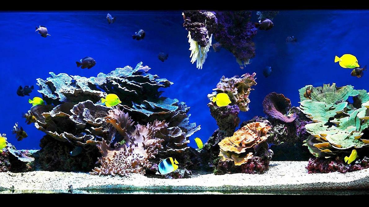 Rena OEM Black Vinyl Tubing 3/8" ID/20ft roll Aeration, Fountains, Lab Use