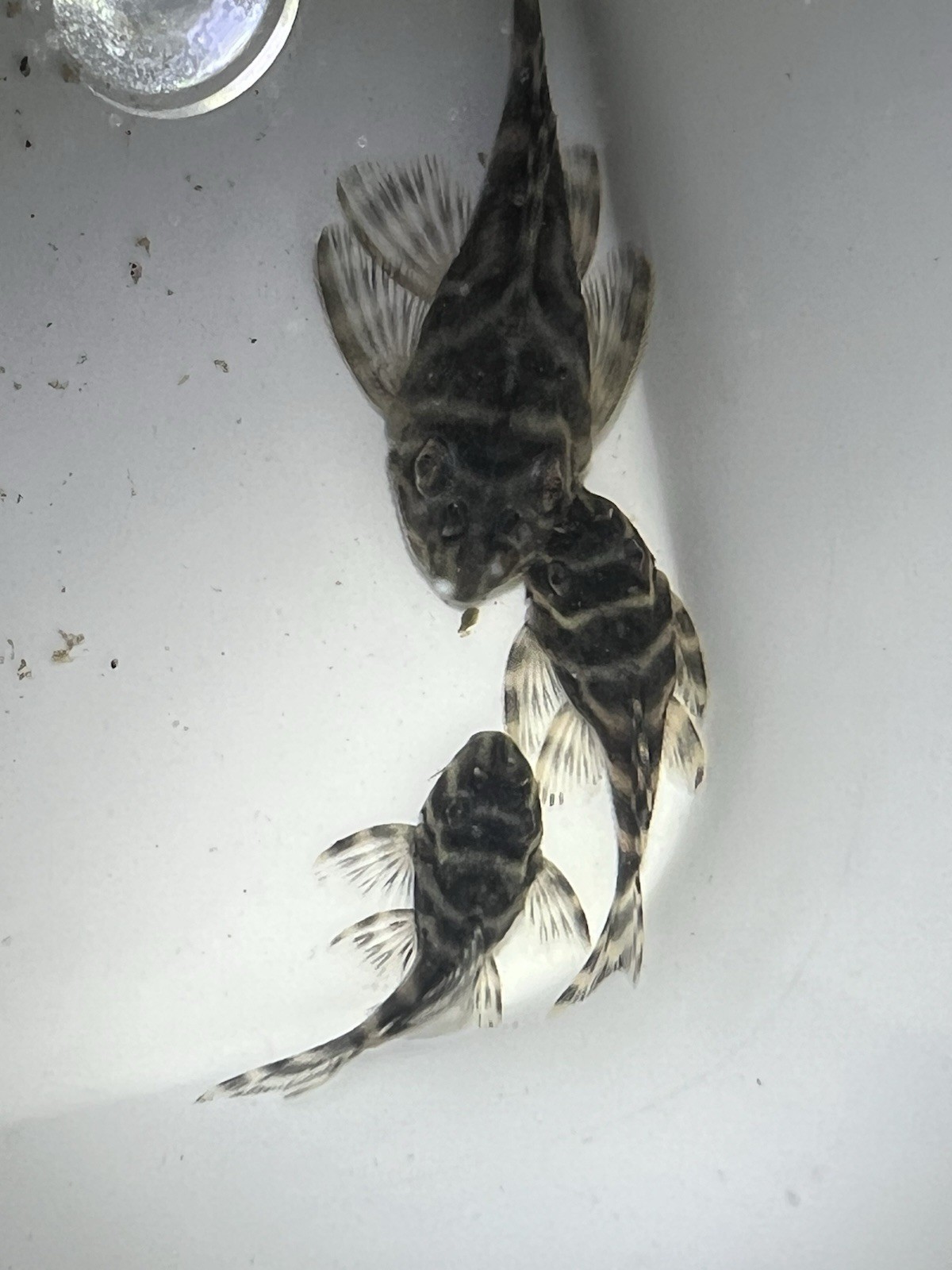 L333 Pleco Live 1-2 Inch King Tiger Pleco US Local Bred And Raised
