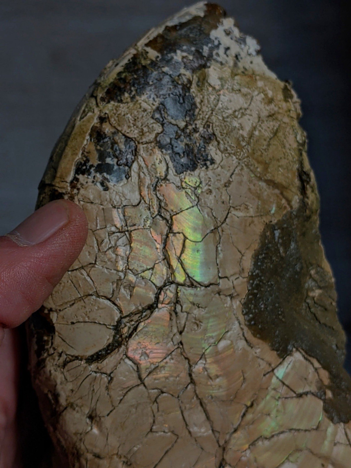 Rare,HUGE 7.25” Texas Fossil Ammonite, Placenticeras Sp! “Ammolite” Iridescence!