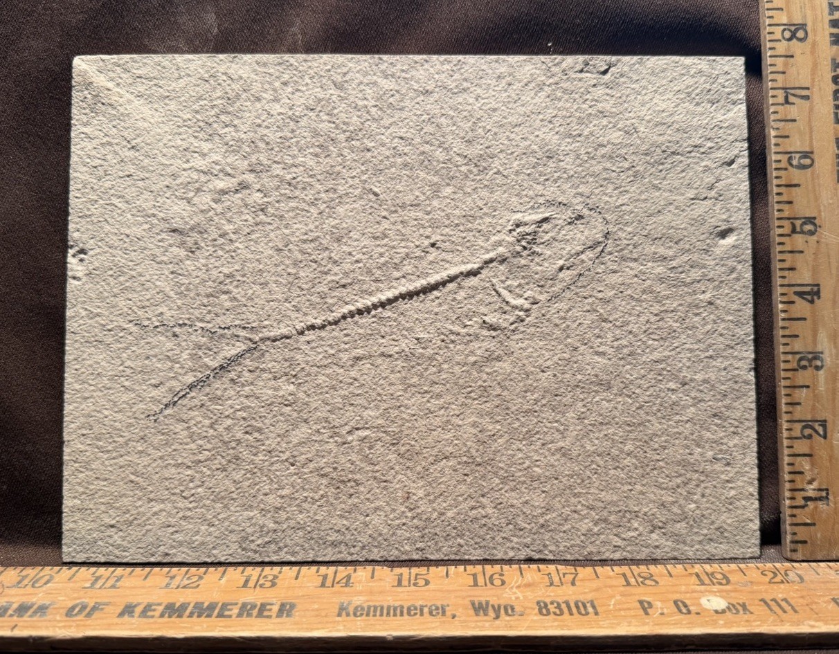 Unprepared Fossil Fish Green River Formation Wyoming Eocene