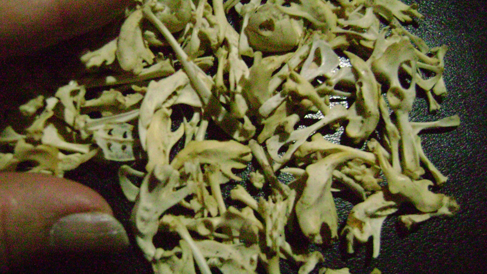 100 REAL RAT BONES taxidermy OCCULT ART crafts STEAMPUNK LOT animal skeleton