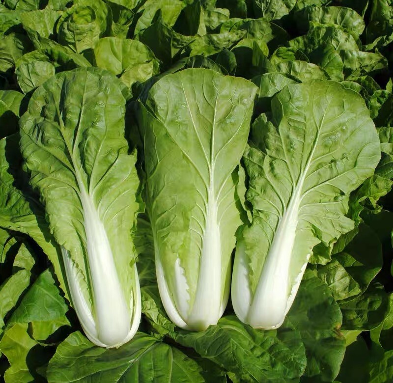 300+ Early quick choy seeds 300多粒早熟快菜种子 2023年新种子