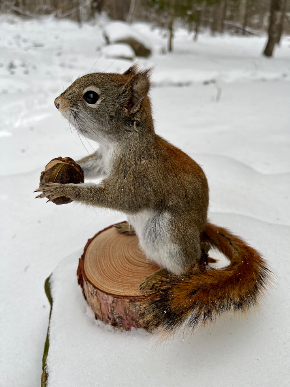 Red Squirrel Taxidermy, Squirrel Taxidermy, Pine Squirrel, Adirondacks, Gift!