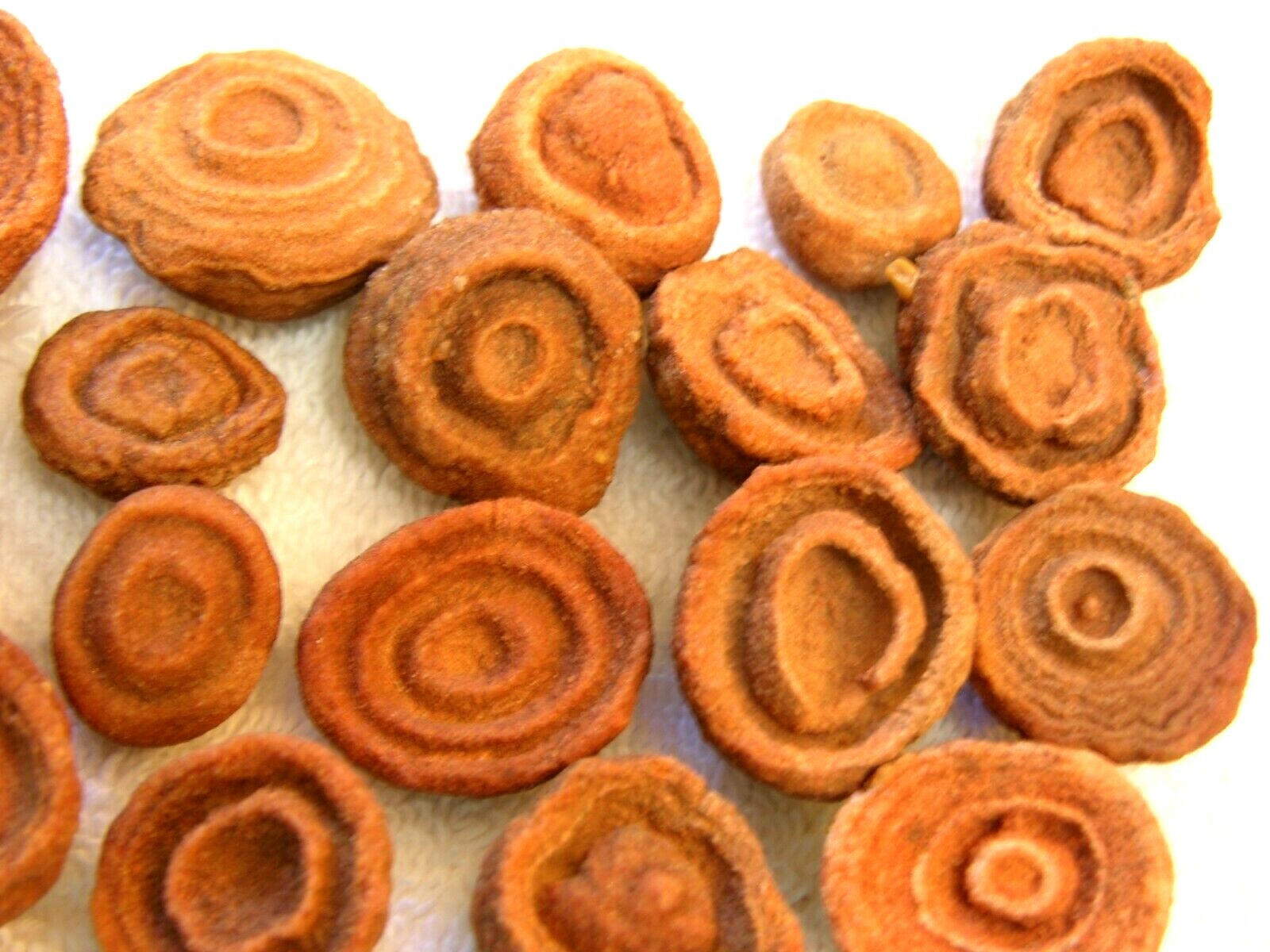 Stromatolite fossils ancient earth life 1 billion years 4 fossils per winner