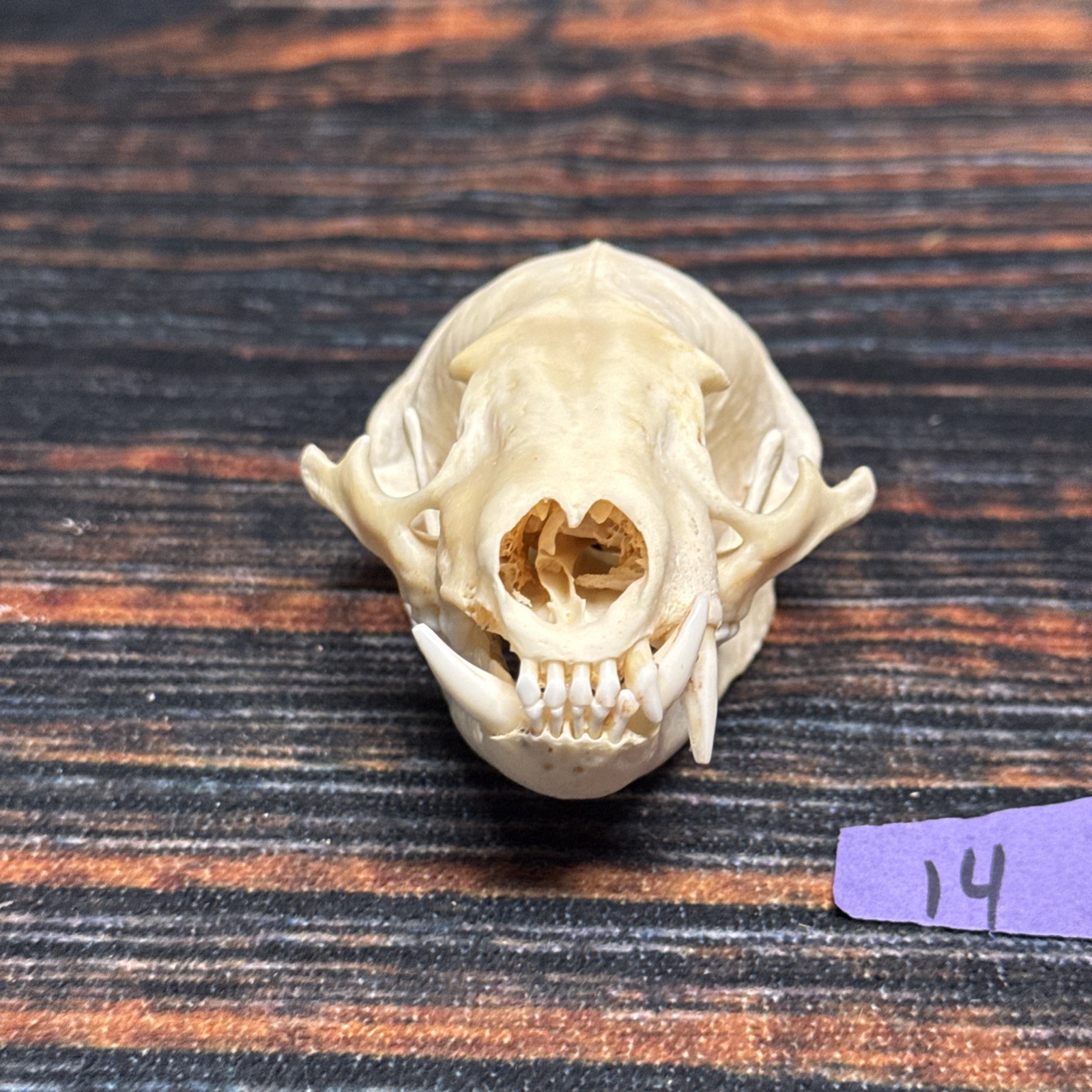 Real XL Badger Skull Unique Gift Halloween Craft Animal Mount Art Model Head Odd