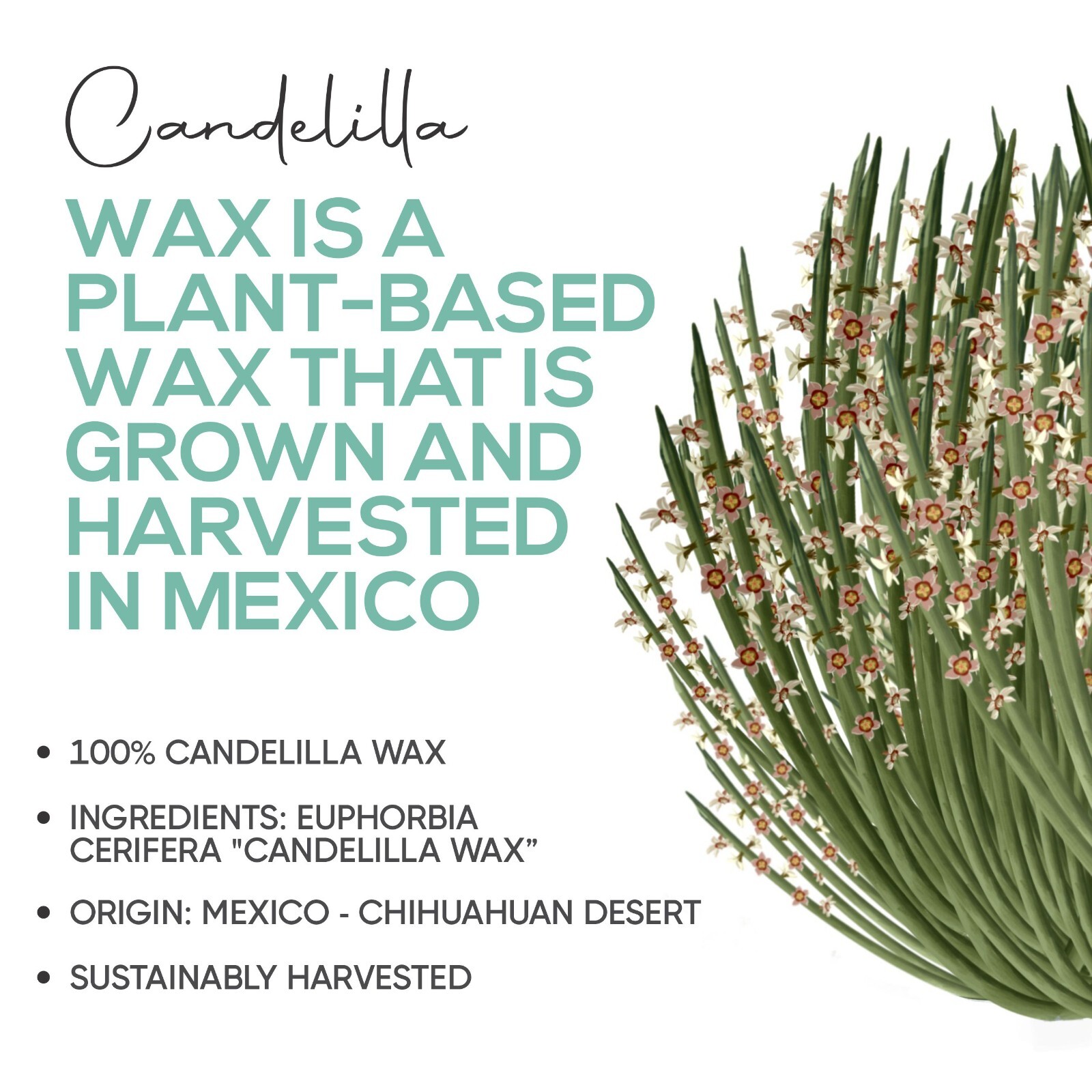 Candelilla Wax Pellets 100% Pure Natual Vegan Wax - Beeswax Substitute