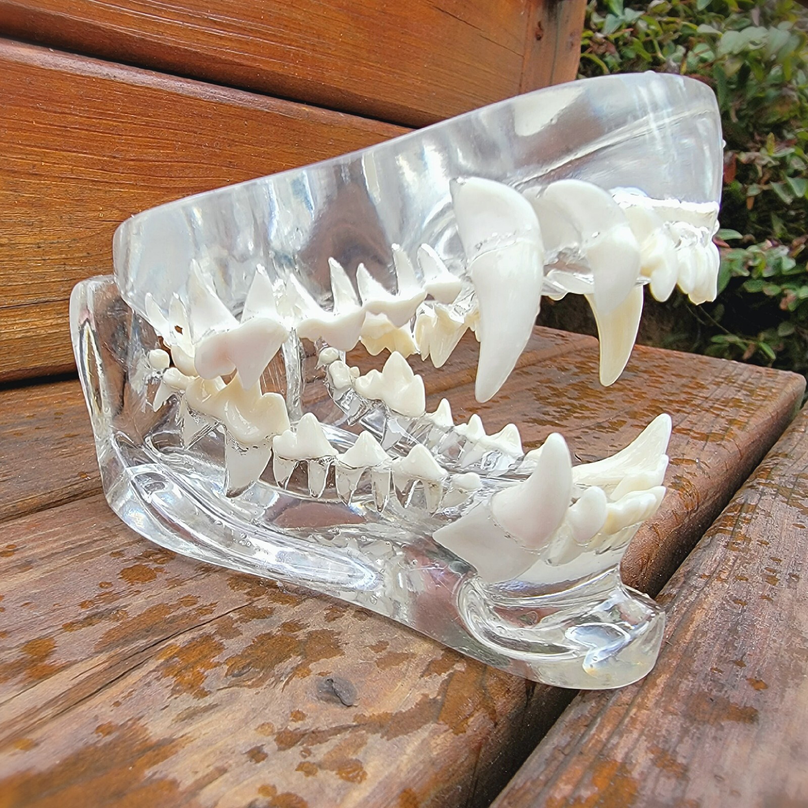 Transparent Dog Teeth, Anatomical Canine Clear Dental Model, Oddities