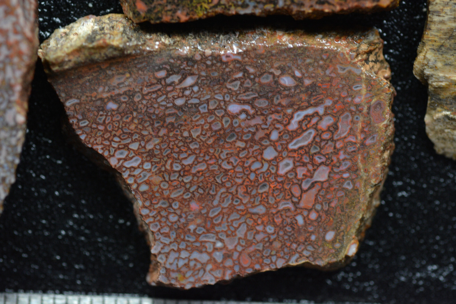 100 Grams of Agatized Dinosaur Bone Slabs