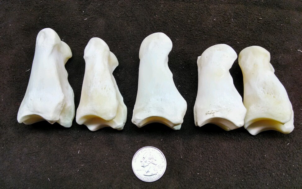 5 Buffalo Bison First Phalanges Foot Knuckle Bones